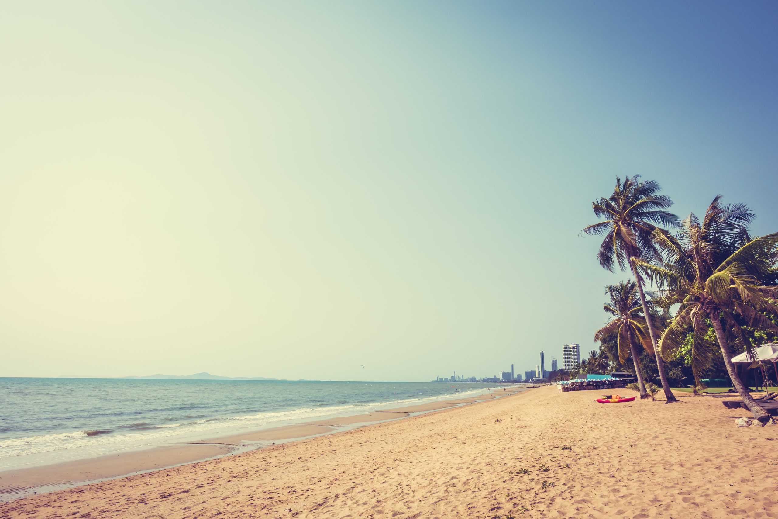 Palm tree on the beach
